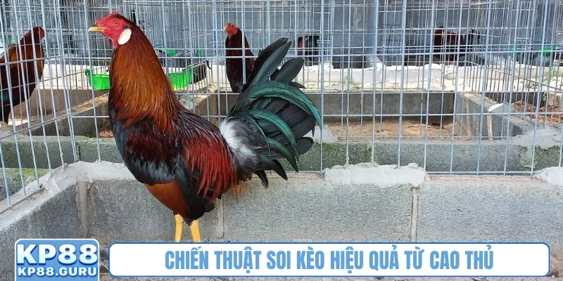 Đá Gà 88 KP88 - Nơi khẳng định đam mê kịch tính của dân mê chọi kê 4 Chiến thuật soi kèo hiệu quả từ cao thủ