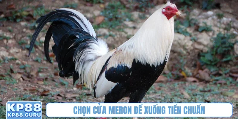 Đá gà cựa sắt Campuchia KP88 - Khẳng định đẳng cấp hàng đầu châu Á 2 Chọn cửa Meron để xuống tiền chuẩn