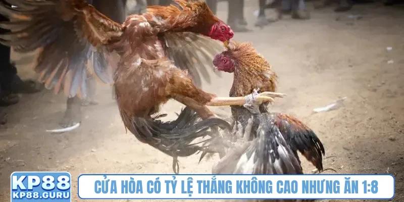 Trực tiếp đá gà KP88 - Xem trận đấu kịch tính, mãn nhãn từng giây 3 Cửa hòa có tỷ lệ thắng không cao nhưng ăn 1:8