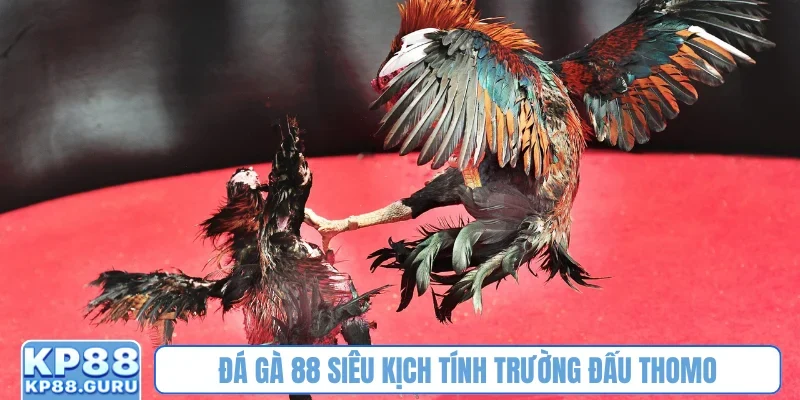 Đá Gà 88 KP88 - Nơi khẳng định đam mê kịch tính của dân mê chọi kê 1 Đá gà 88 siêu kịch tính trường đấu Thomo