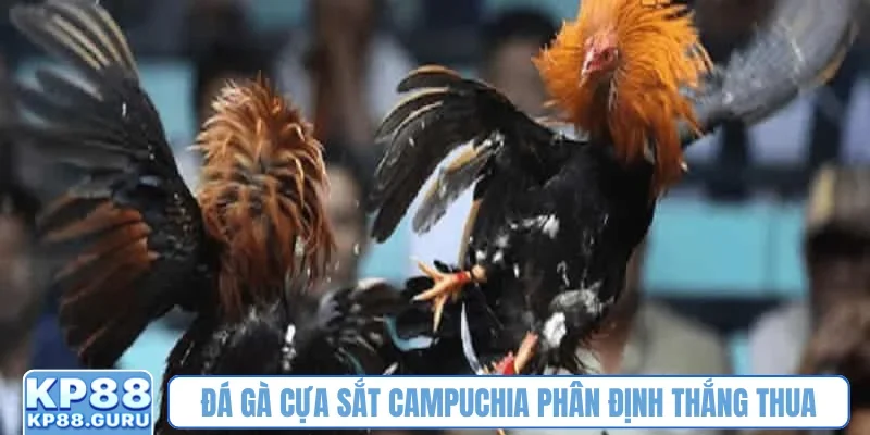 Đá gà cựa sắt Campuchia KP88 - Khẳng định đẳng cấp hàng đầu châu Á 3 Đá gà cựa sắt Campuchia phân định thắng thua