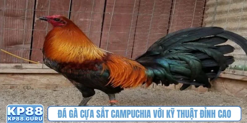 Đá gà cựa sắt Campuchia KP88 - Khẳng định đẳng cấp hàng đầu châu Á 1 Đá gà cựa sắt Campuchia với kỹ thuật đỉnh cao