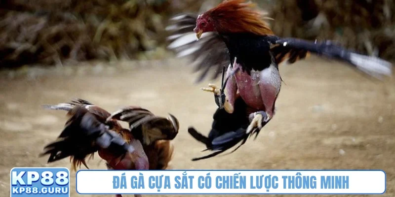 Đá gà cựa sắt Campuchia KP88 - Khẳng định đẳng cấp hàng đầu châu Á 4 Đá gà cựa sắt có chiến lược thông minh