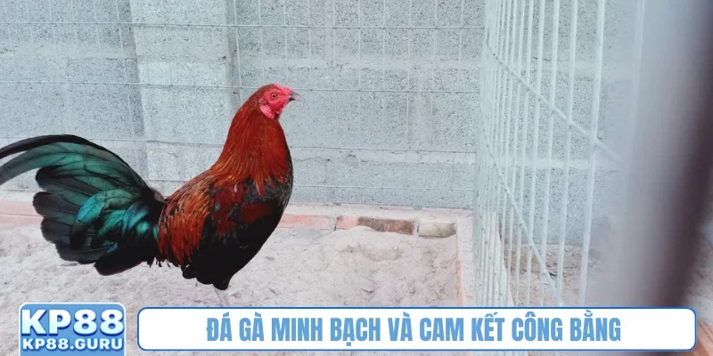 Đá Gà 88 KP88 - Nơi khẳng định đam mê kịch tính của dân mê chọi kê 3 Đá gà minh bạch và cam kết công bằng