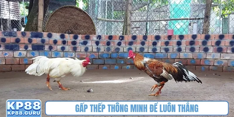 Đá gà Thomo - Đấu trường kịch tính, tỷ lệ thưởng siêu cao tại KP88 4 Gấp thếp thông minh để luôn thắng