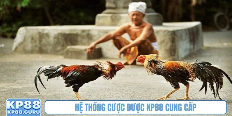 Đá gà Thomo - Đấu trường kịch tính, tỷ lệ thưởng siêu cao tại KP88 2 Hệ thống cược được KP88 cung cấp