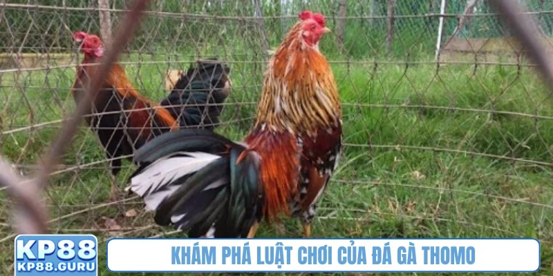 Đá gà Thomo - Đấu trường kịch tính, tỷ lệ thưởng siêu cao tại KP88 1 Khám phá luật chơi của đá gà Thomo