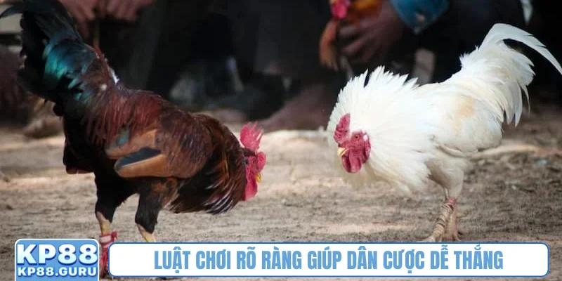 Đá Gà 88 KP88 - Nơi khẳng định đam mê kịch tính của dân mê chọi kê 2 Luật chơi rõ ràng giúp dân cược dễ thắng