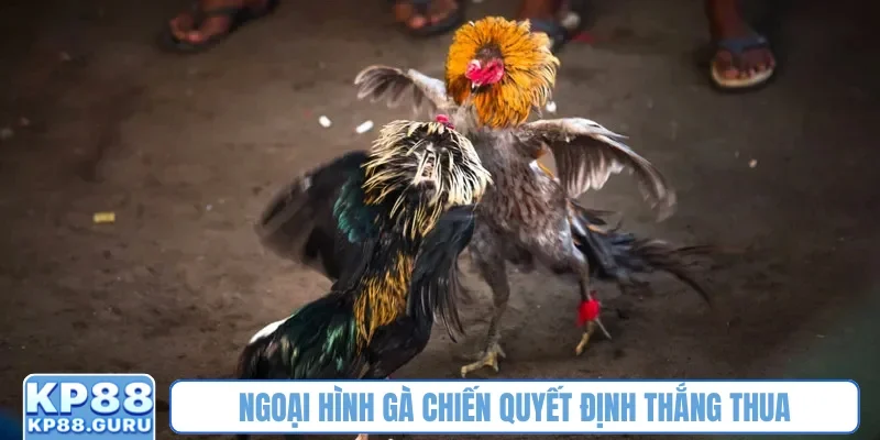 Đá gà Thomo - Đấu trường kịch tính, tỷ lệ thưởng siêu cao tại KP88 3 Ngoại hình gà chiến quyết định thắng thua