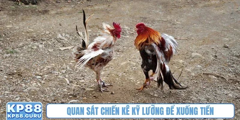Trực tiếp đá gà KP88 - Xem trận đấu kịch tính, mãn nhãn từng giây 4 Quan sát chiến kê kỹ lưỡng để xuống tiền