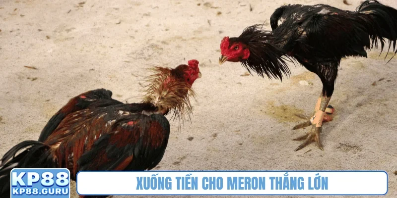 Trực tiếp đá gà KP88 - Xem trận đấu kịch tính, mãn nhãn từng giây 2 Xuống tiền cho Meron thắng lớn